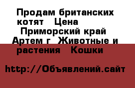  Продам британских котят › Цена ­ 4 000 - Приморский край, Артем г. Животные и растения » Кошки   